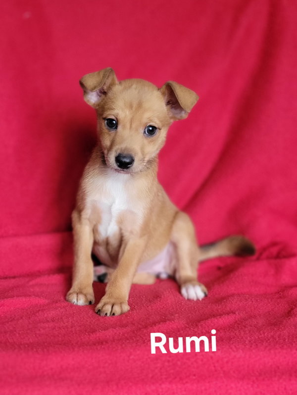 Rumi(5lbs)