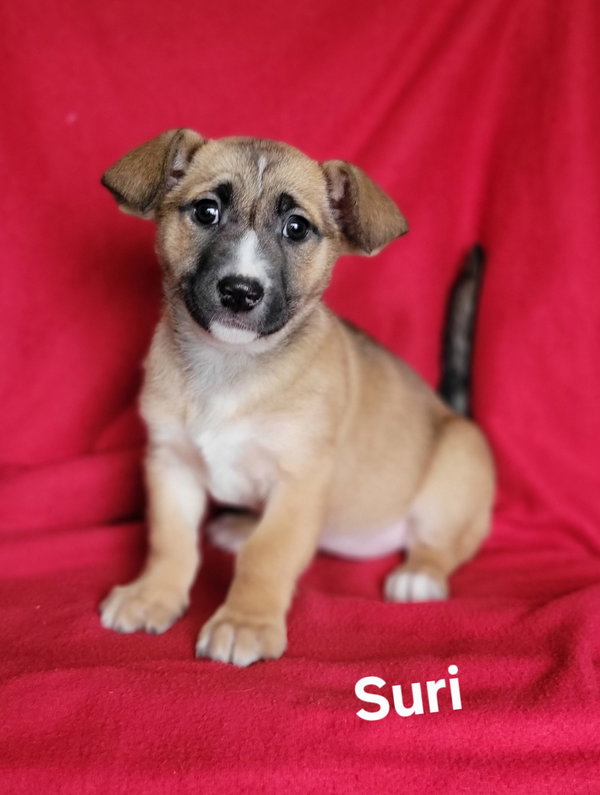 Suri