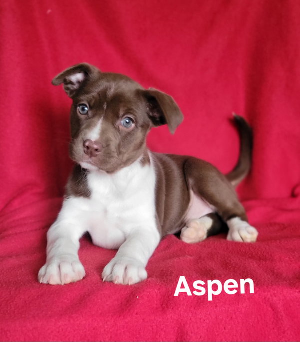 Aspen