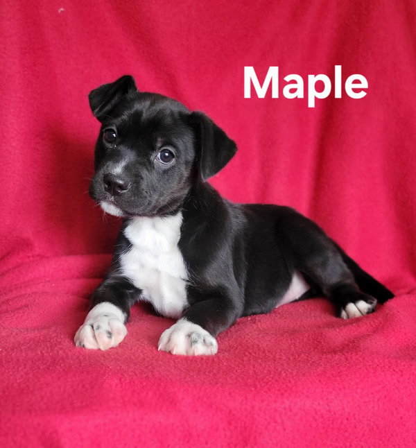 Maple