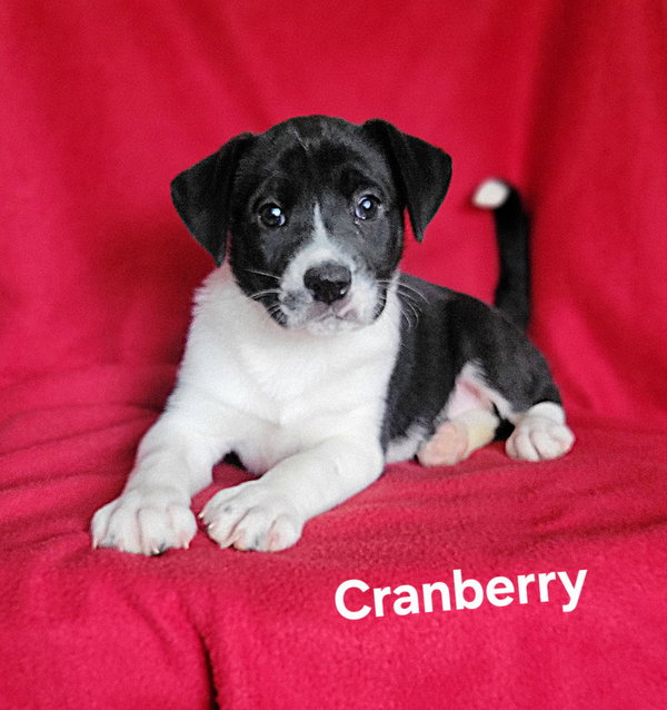Cranberry