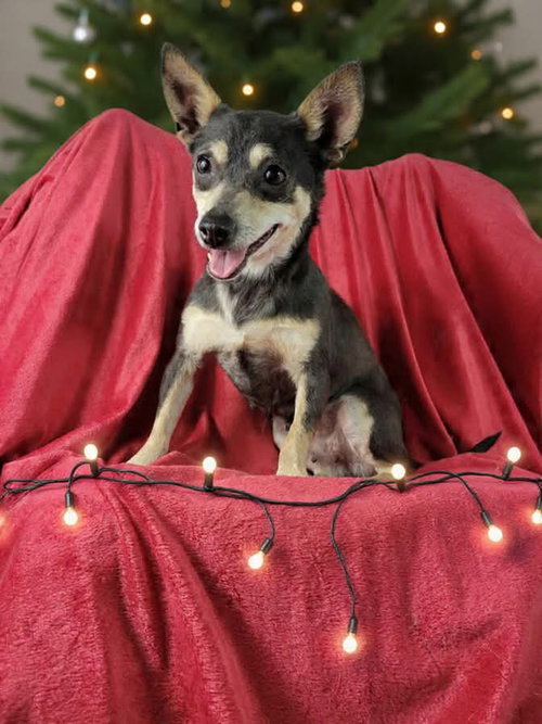 picture of the dog needing adoption