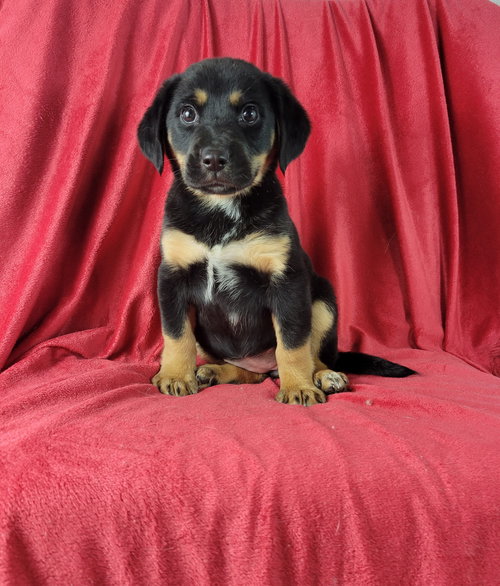 picture of the dog needing adoption