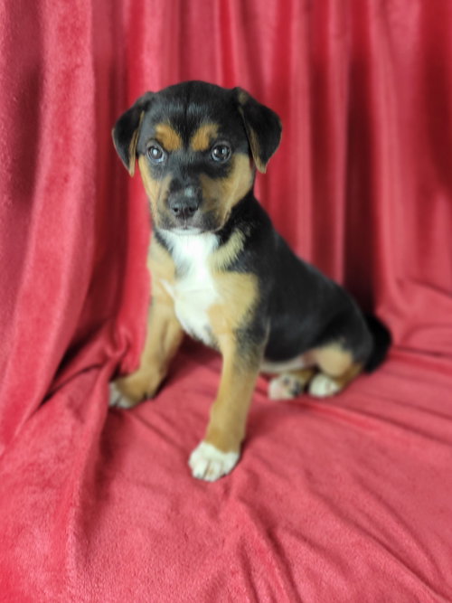 picture of the dog needing adoption