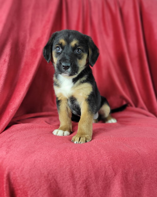picture of the dog needing adoption