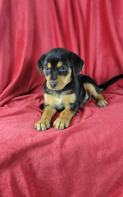 picture of the dog needing adoption