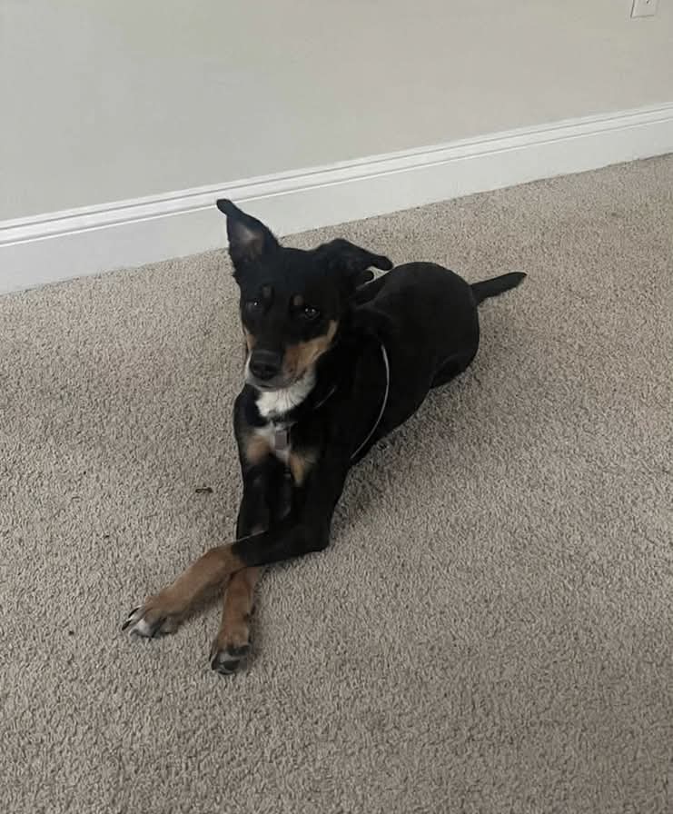 Maggie (Rehoming Fee $50)