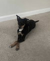Maggie (Rehoming Fee $50) - Photo 1