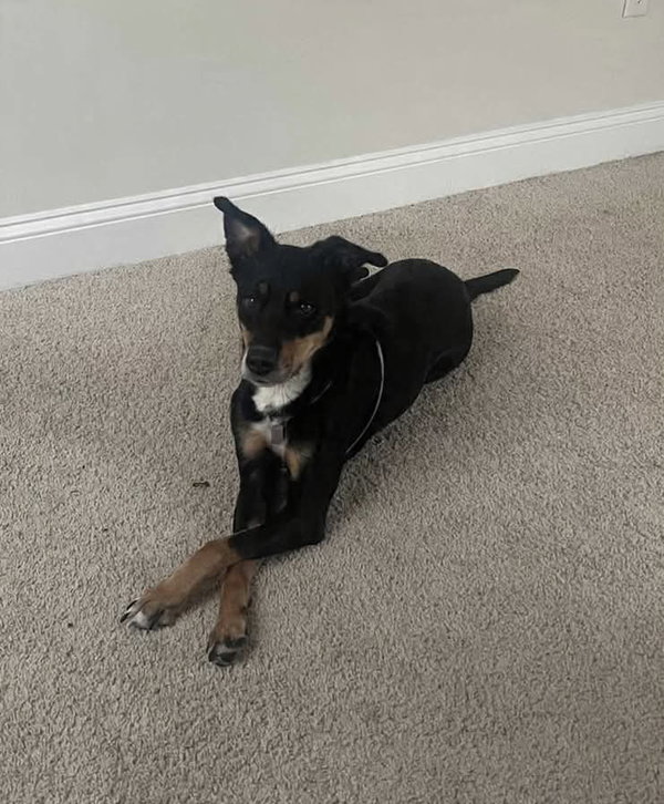 Maggie (Rehoming Fee $50)