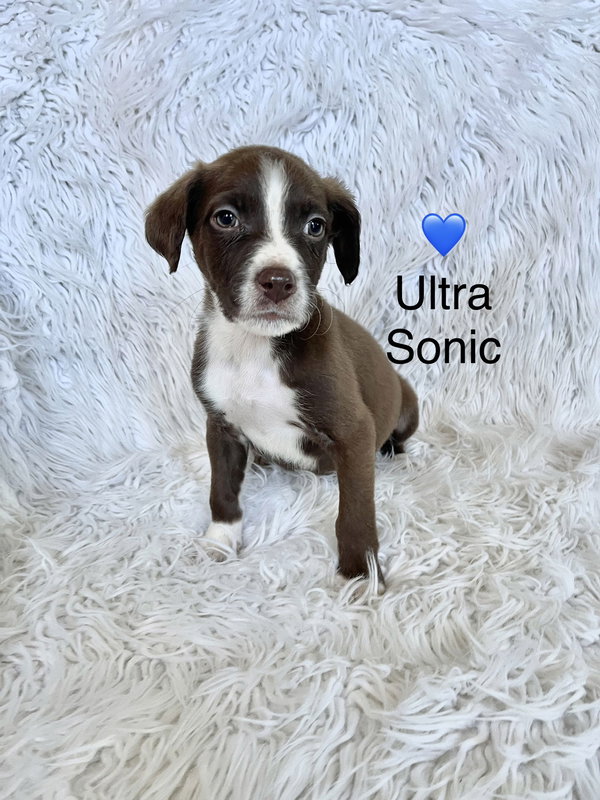Ultra Sonic