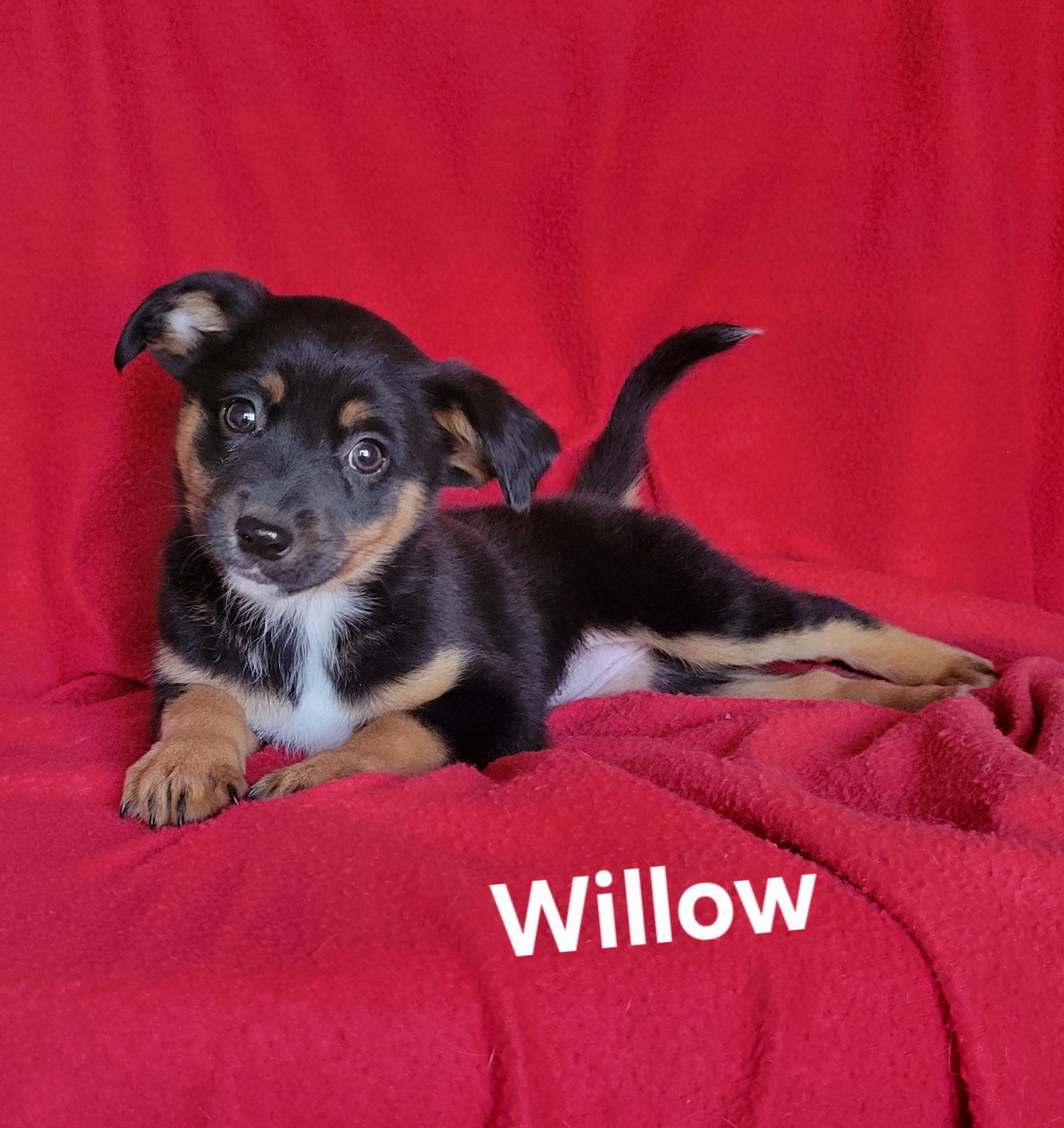 Willow