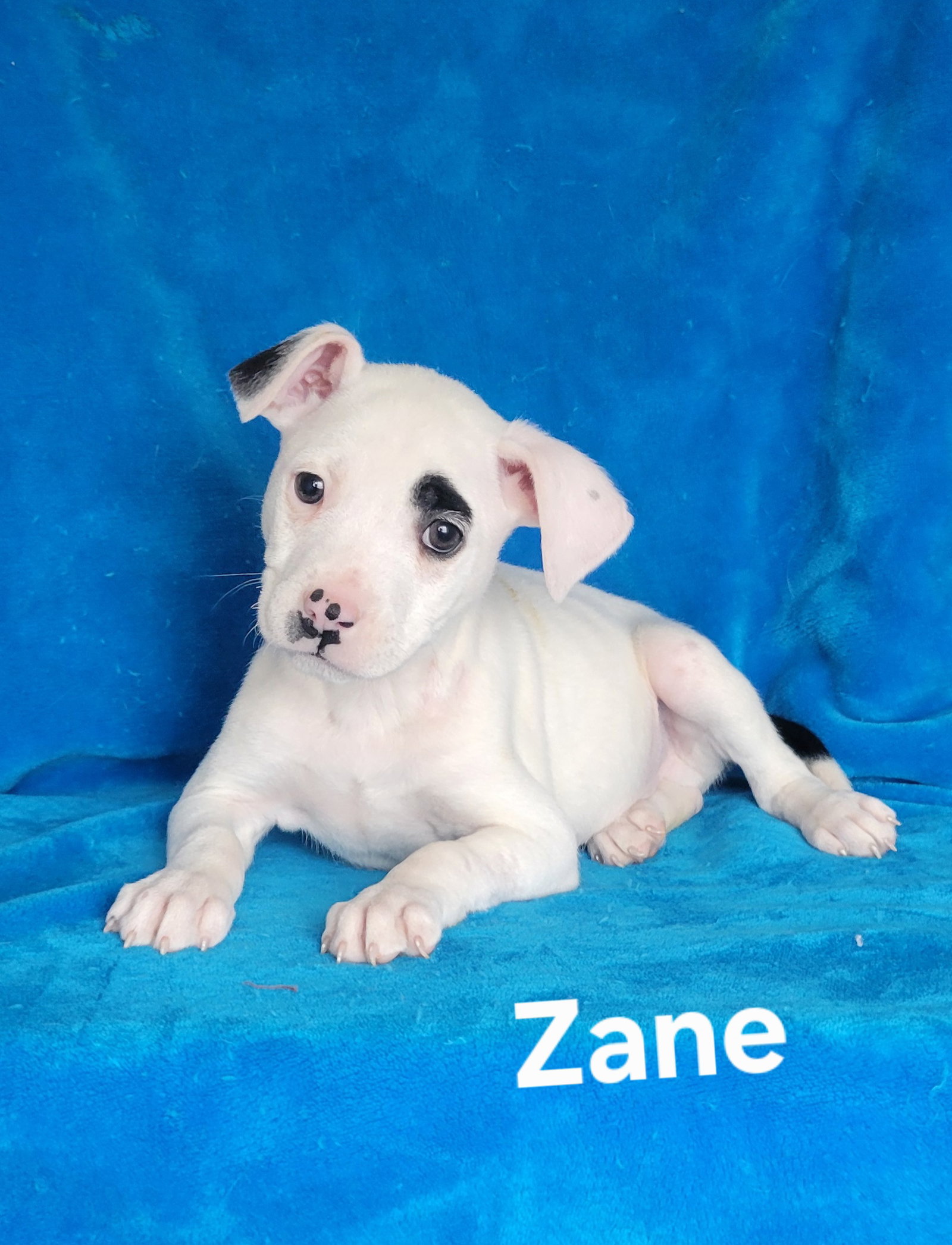 Zane