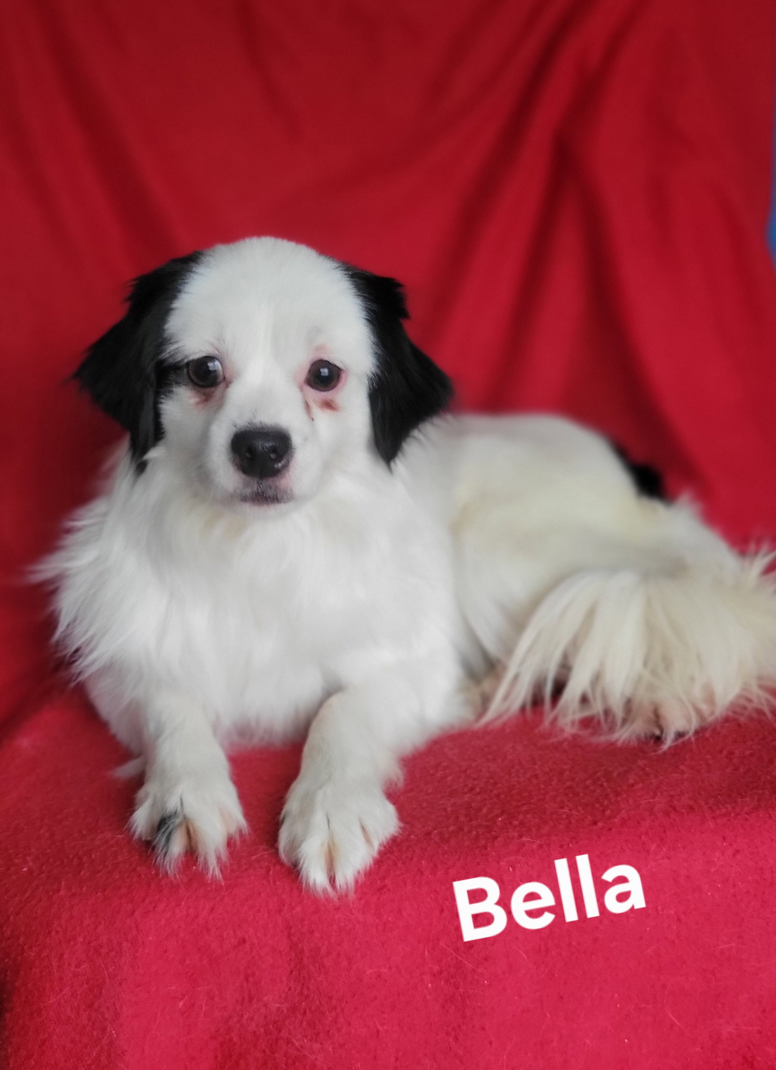 Bella Image