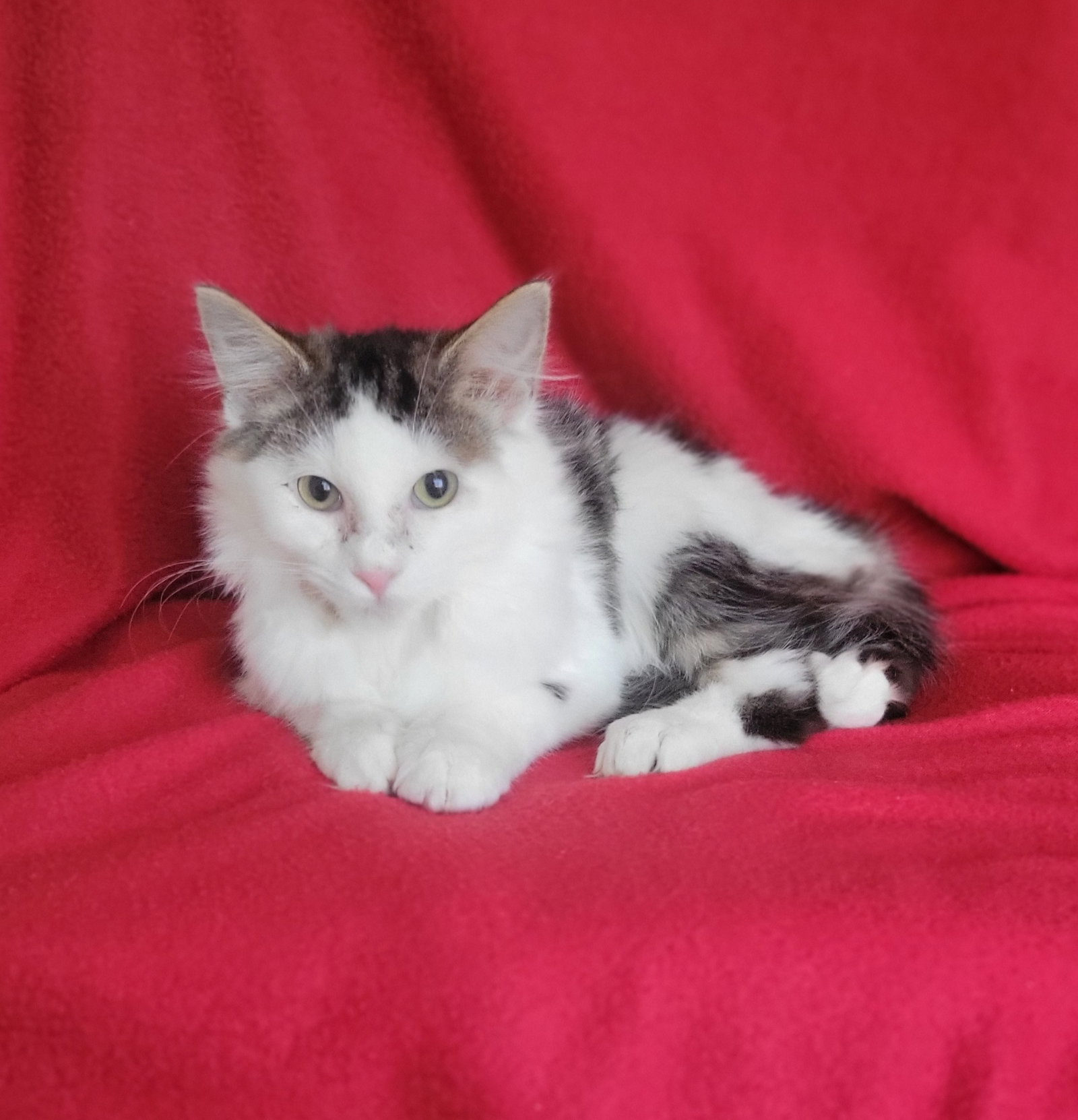 Sierra-kitten Image