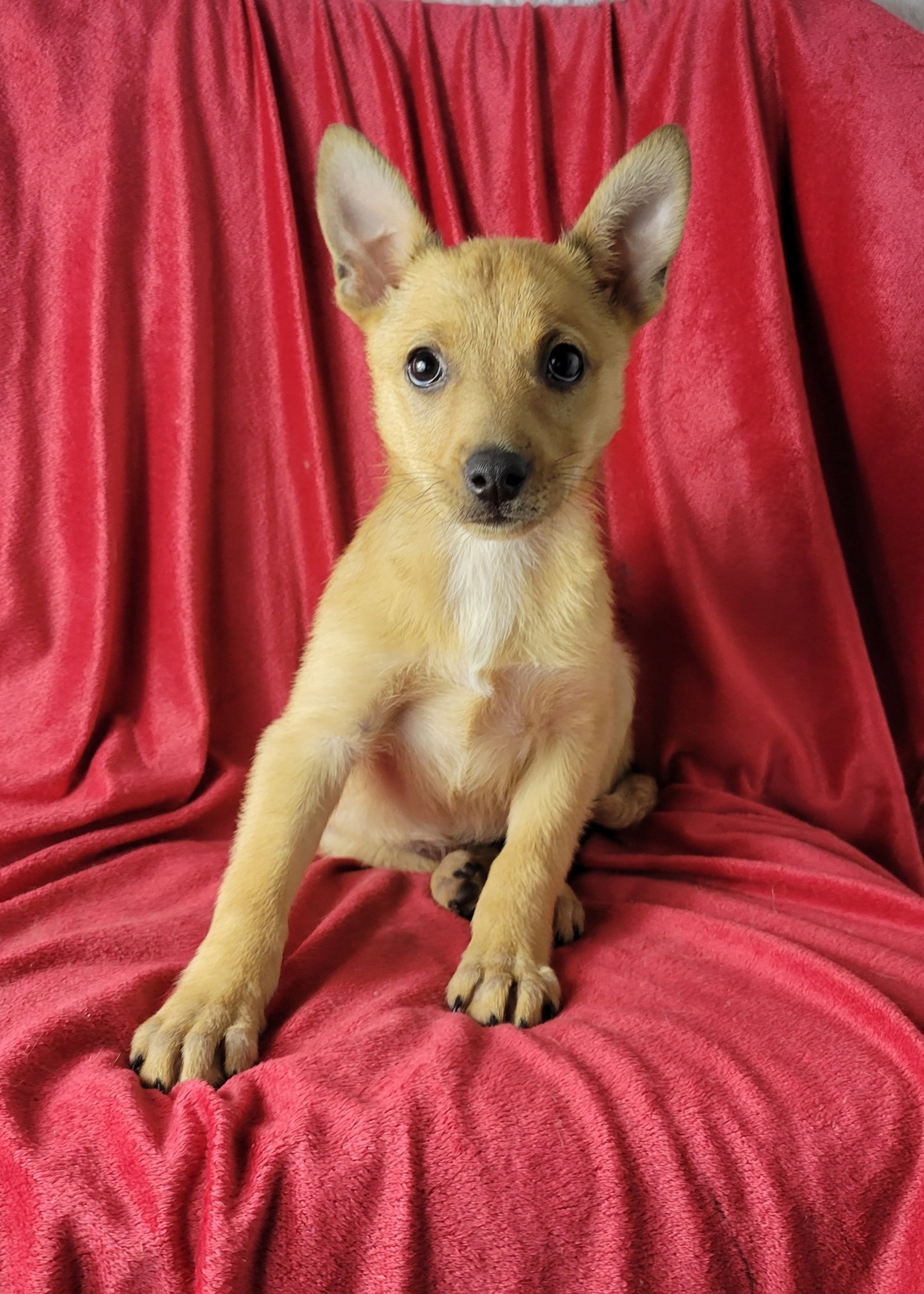 Jazzie Image