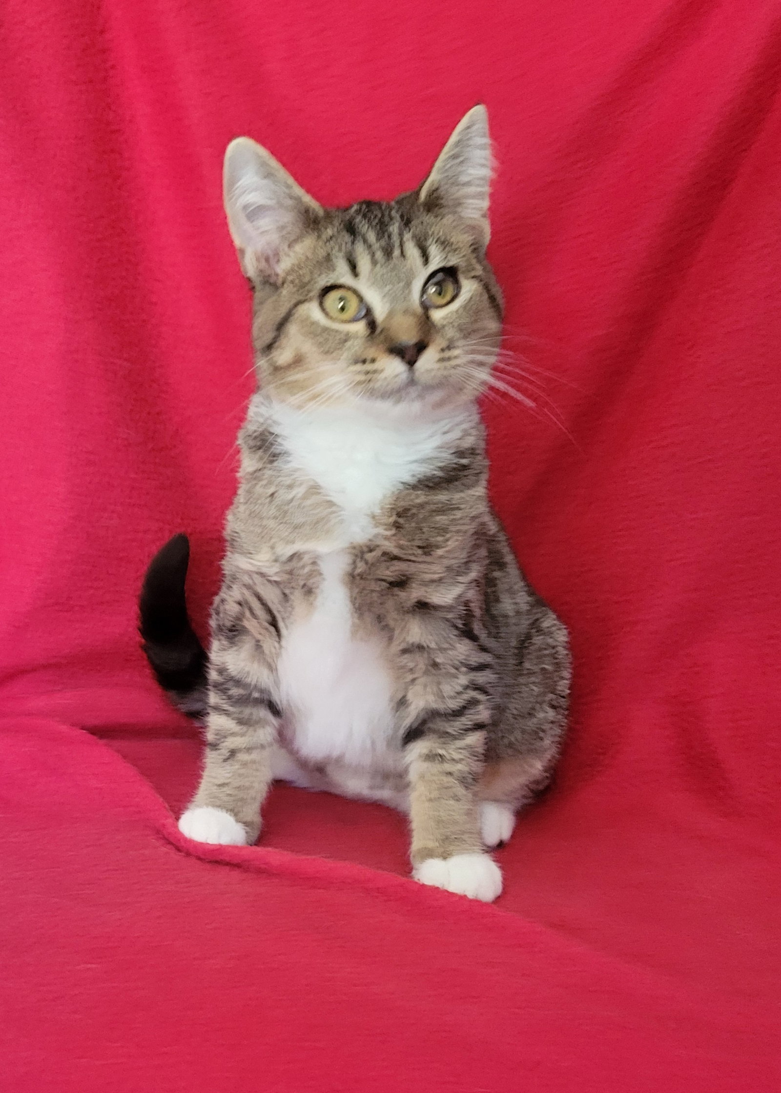 Junebug-kitten Image