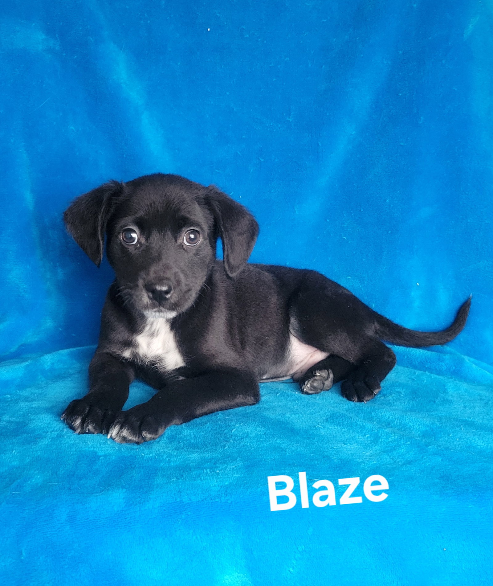 Blaze Image