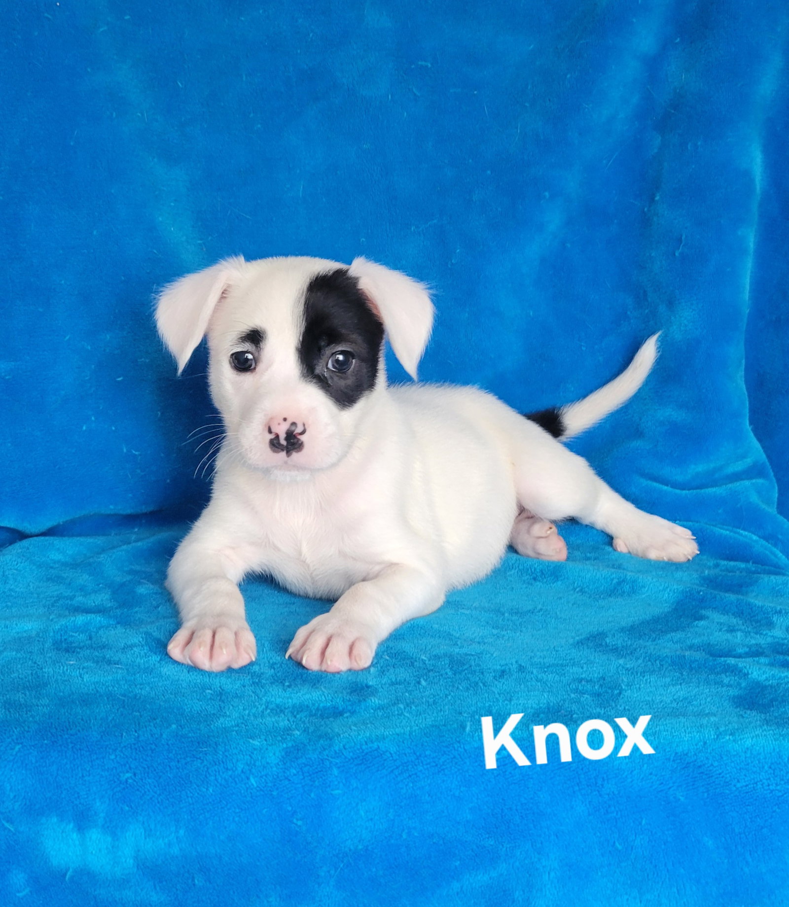 Knox Image