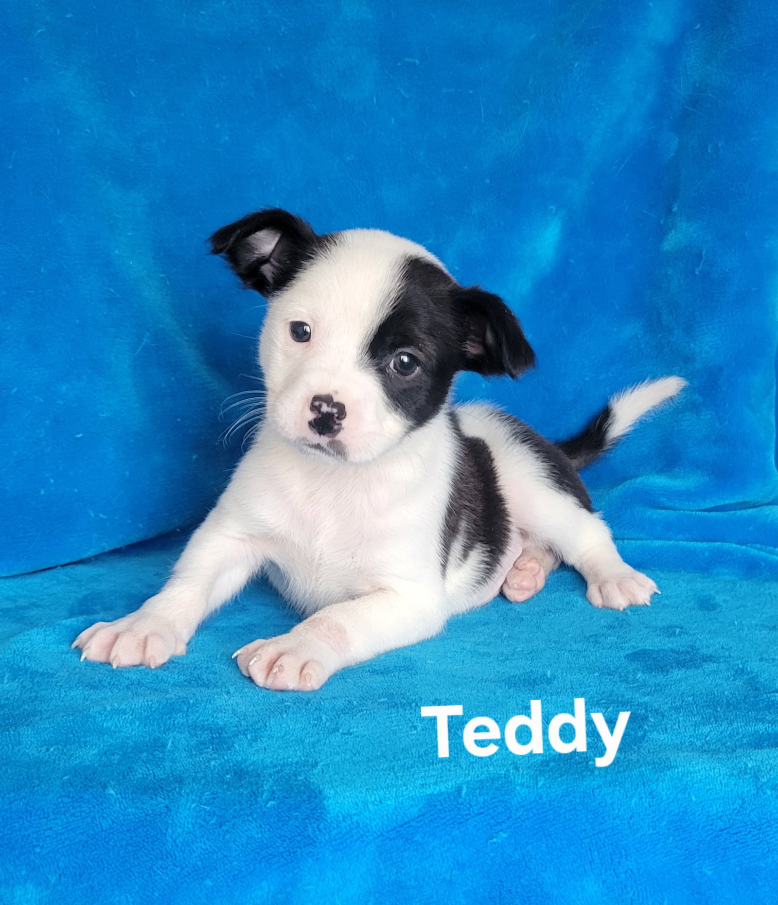 Teddy Image