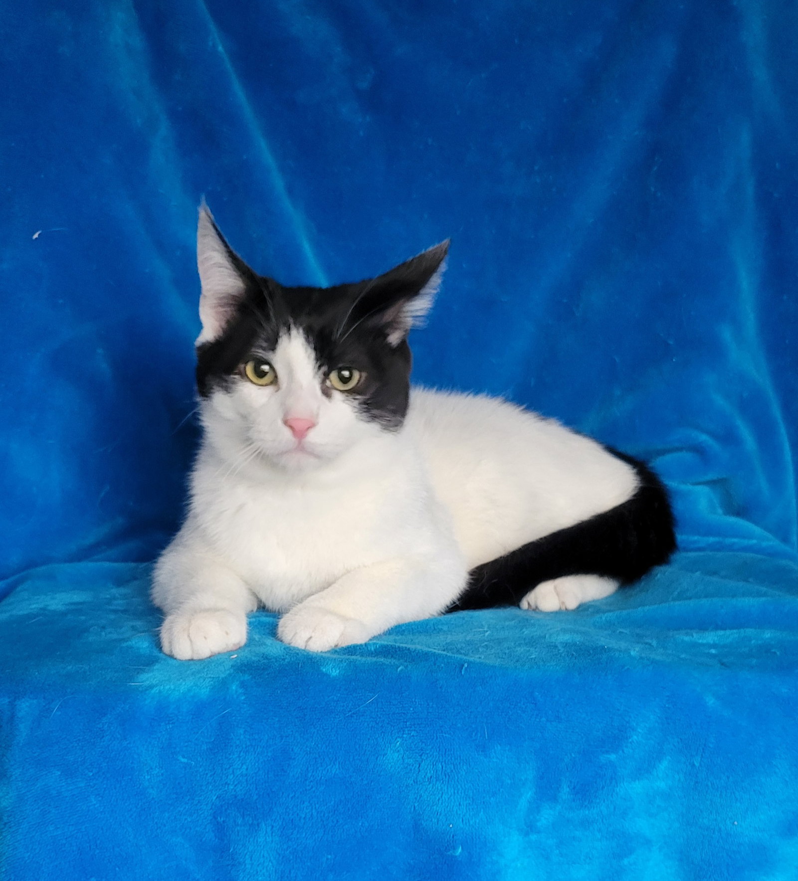 Batman-kitten Image