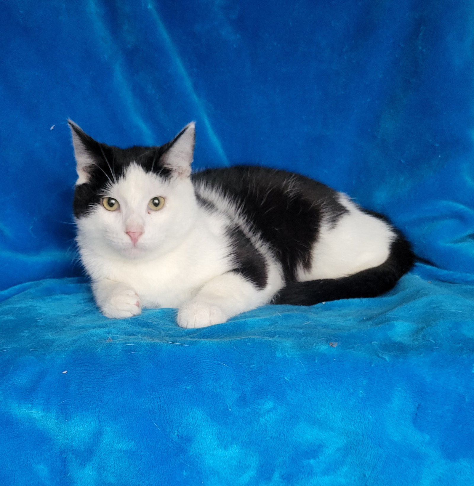 Robin-kitten Image