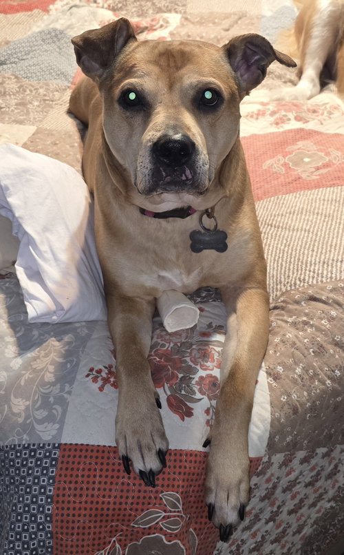 picture of the dog needing adoption