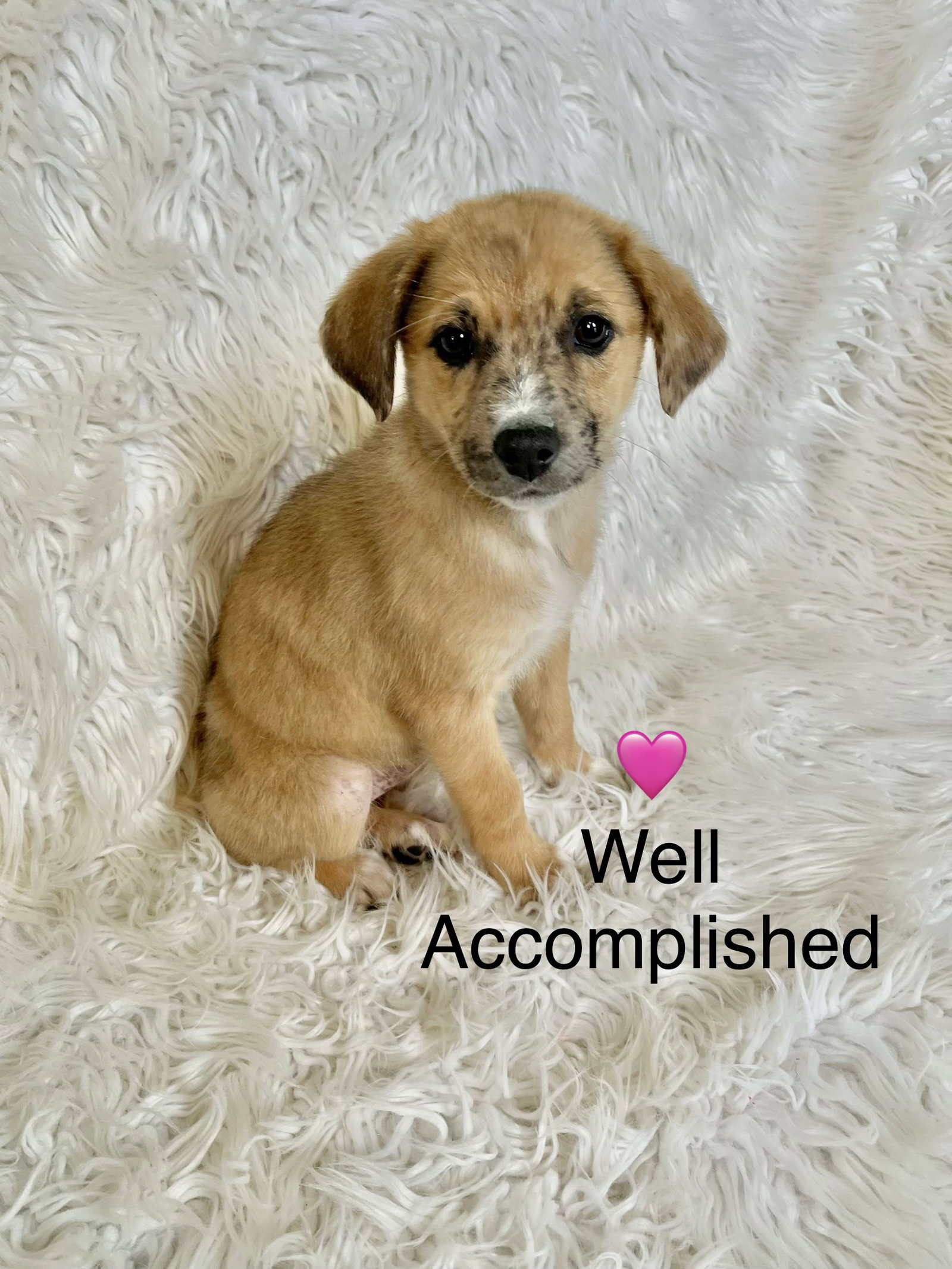 Well Accomplished