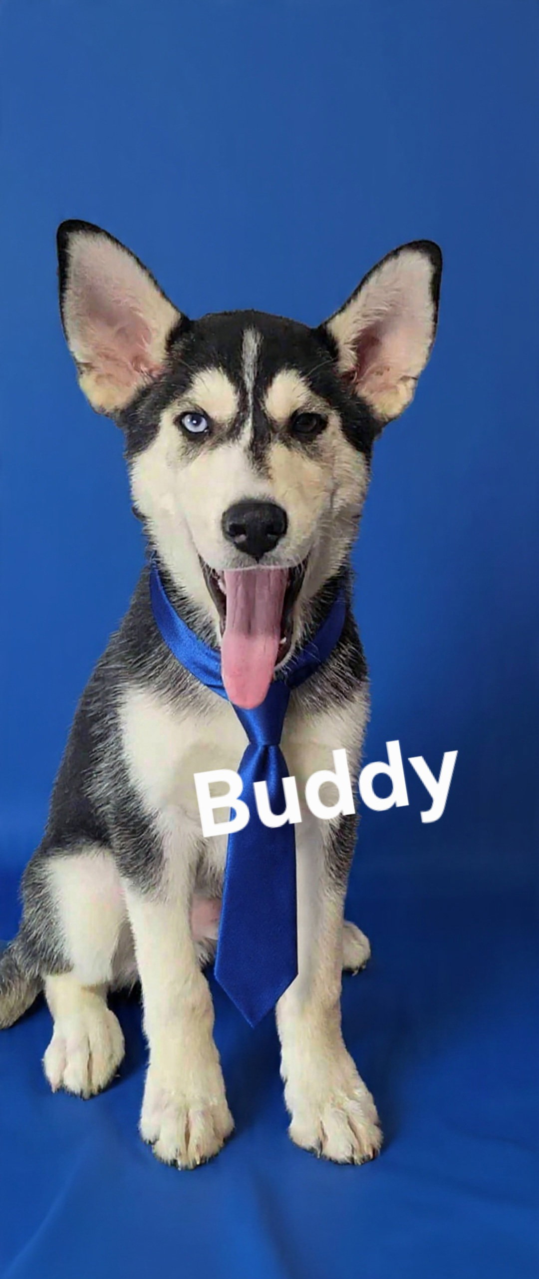 Buddy