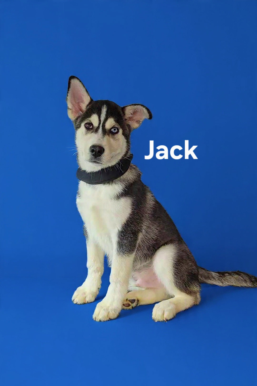 Jack