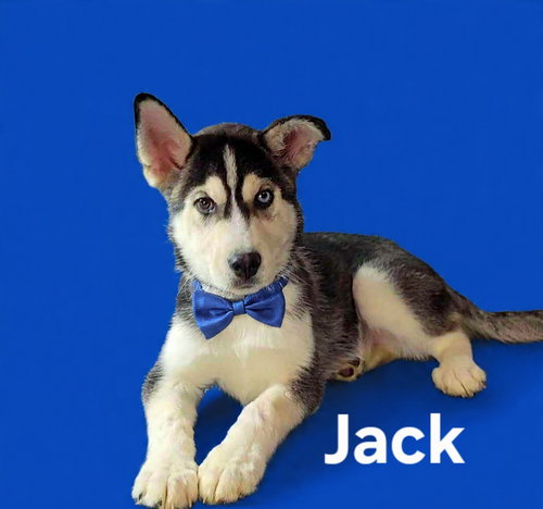 Jack, an adoptable Siberian Husky in Newark, DE