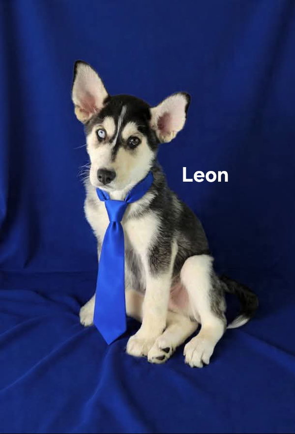 Leon