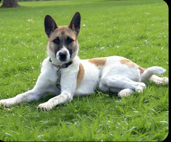 Maddie (Rehoming Fee $150