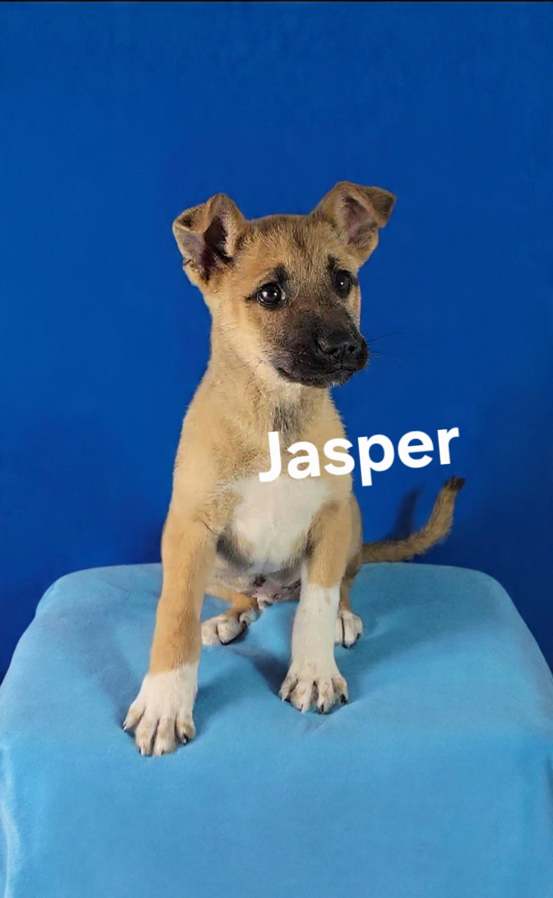 Jasper