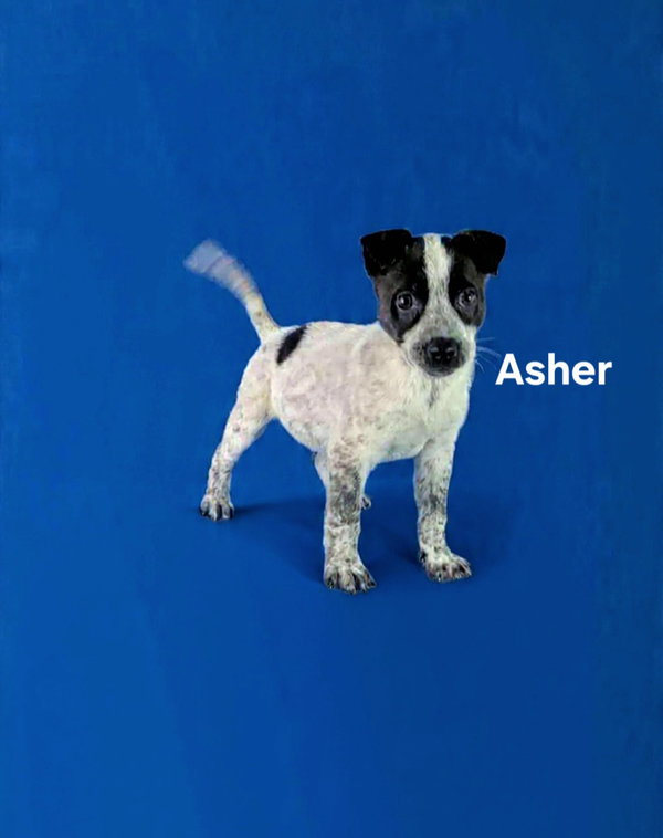 Asher
