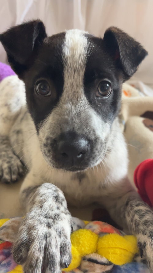 Asher, an adoptable Australian Cattle Dog in Newark, DE
