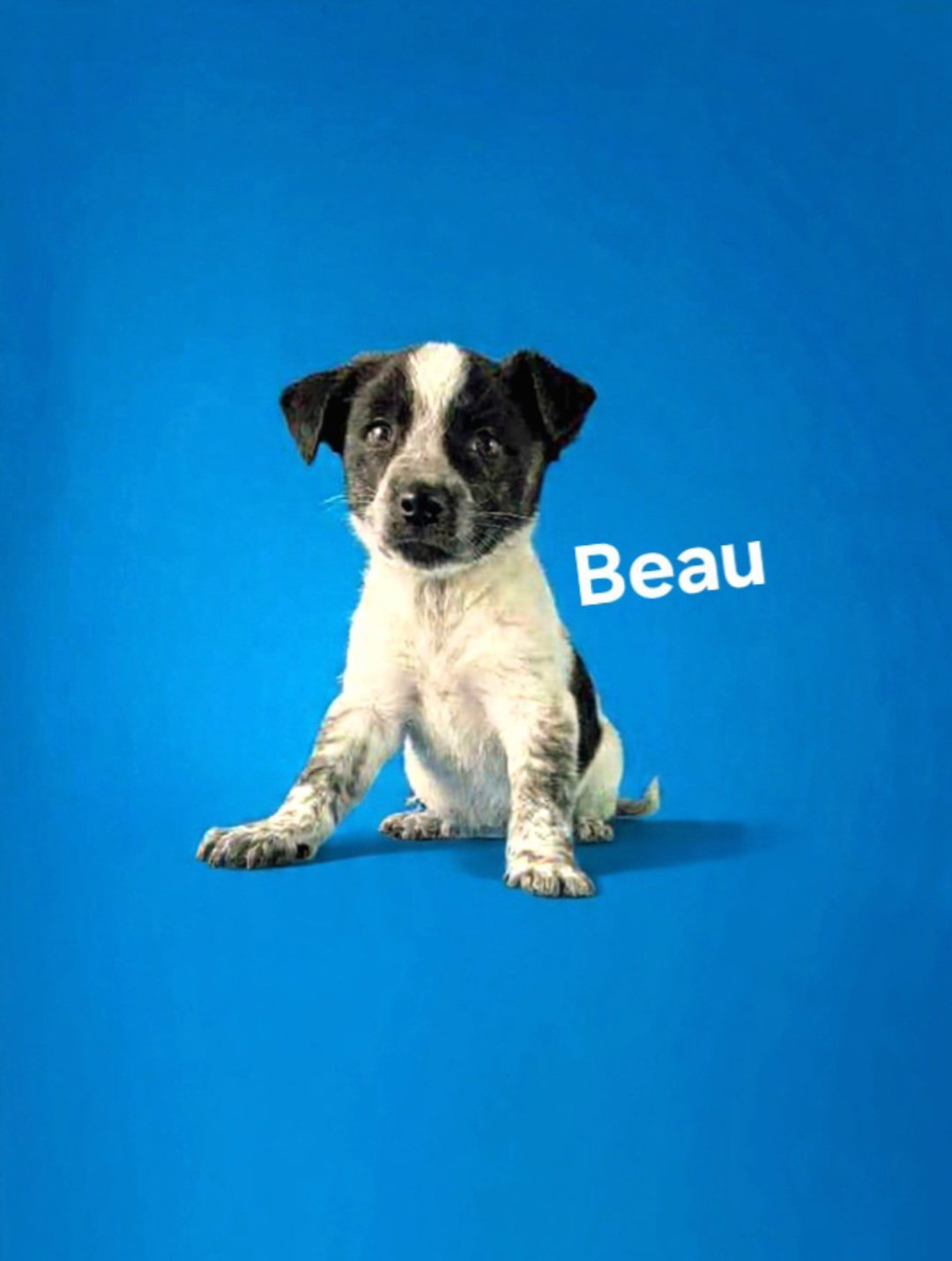 Beau