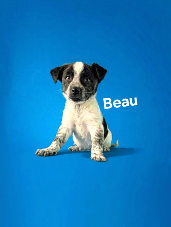 Beau
