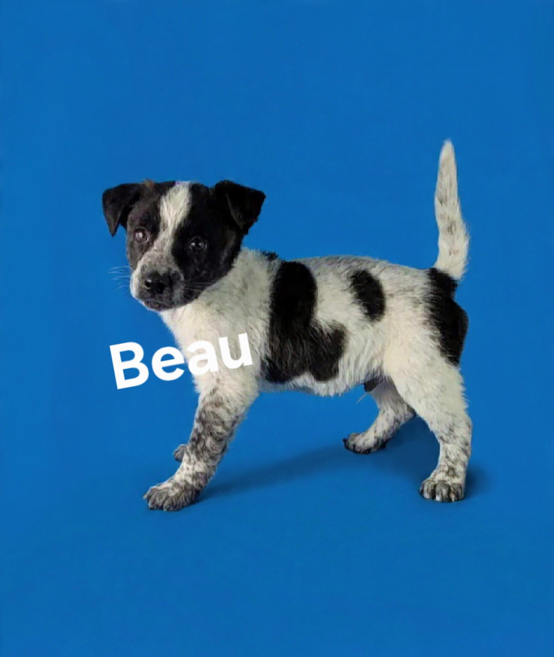 Beau Image