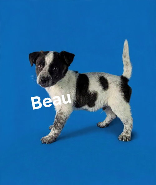 Beau, an adoptable Australian Cattle Dog in Newark, DE