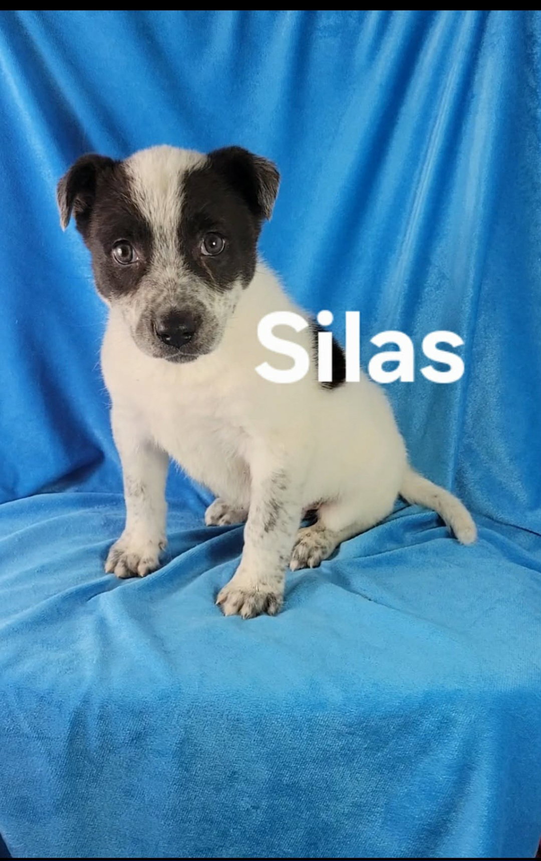 Silas