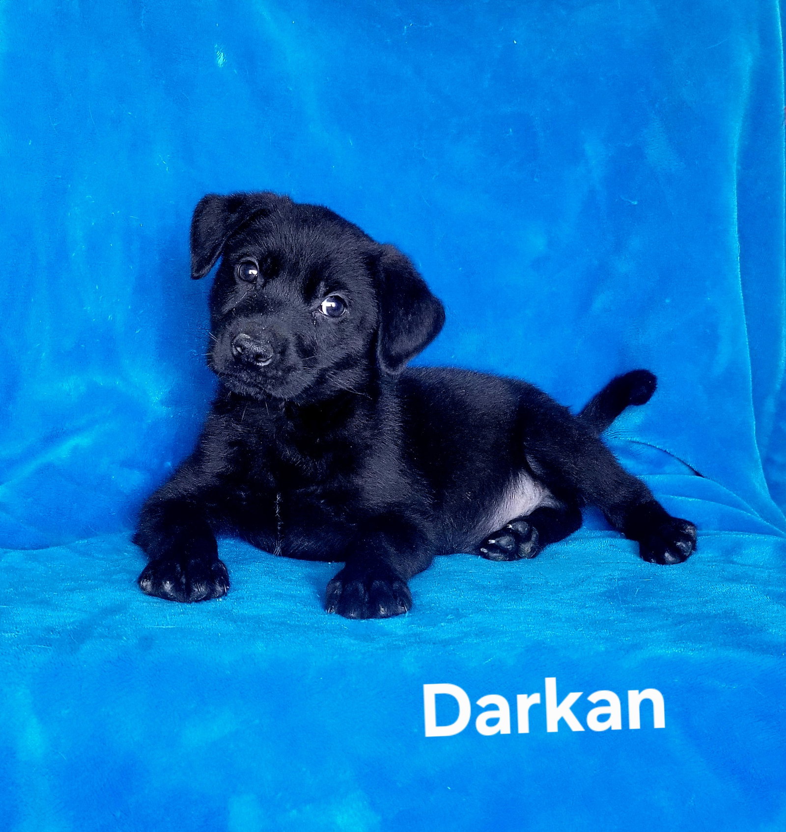 Darkan