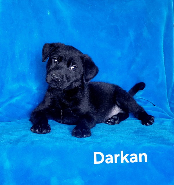 Darkan