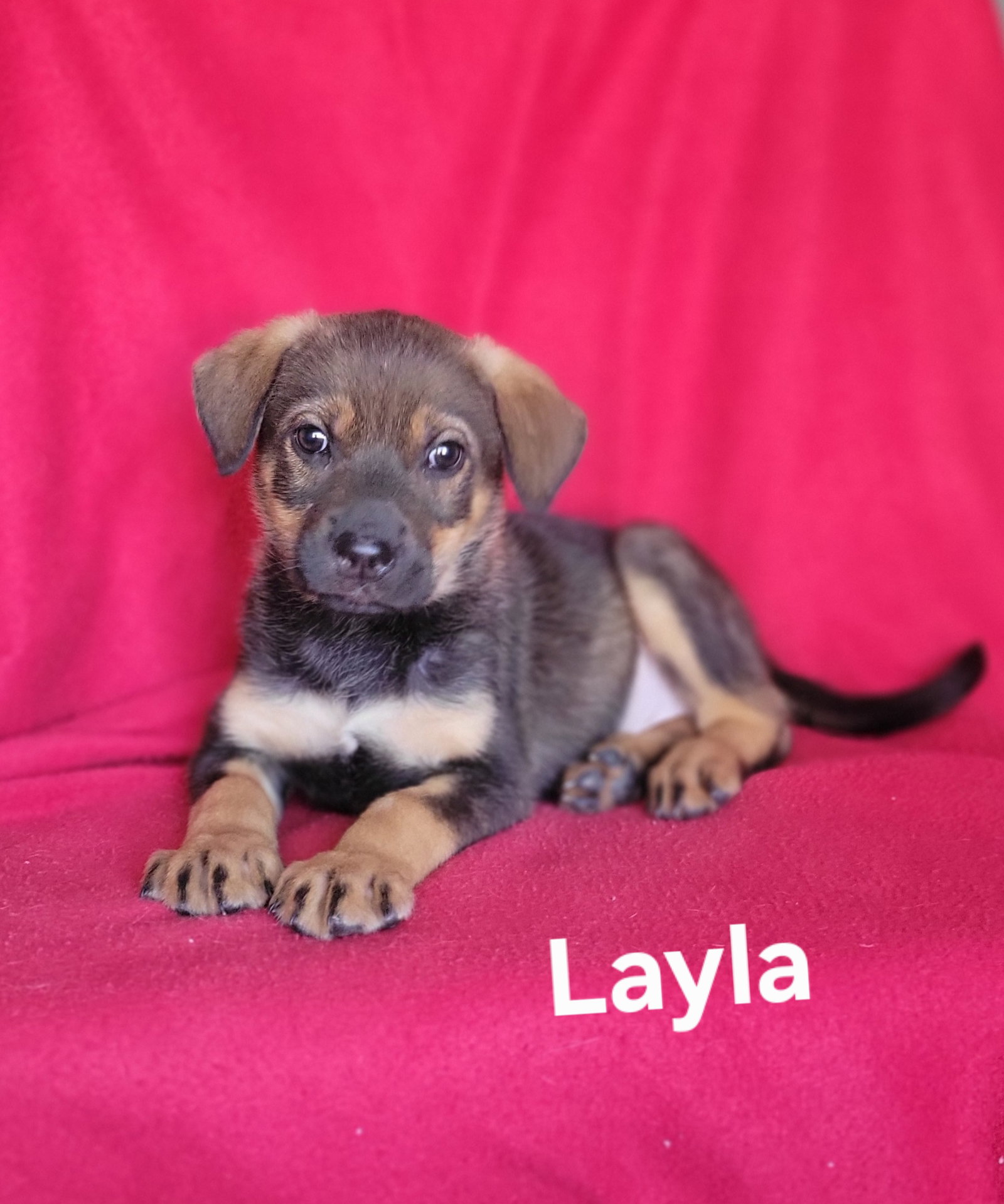 Layla