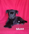 Musa - Photo 1
