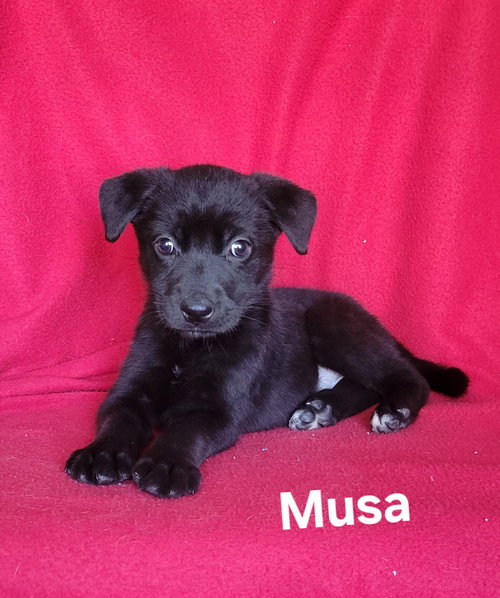 MUSA - Labrador Retriever / German Shepherd Dog for adoption in Wilmington