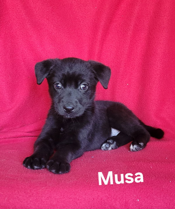 Musa