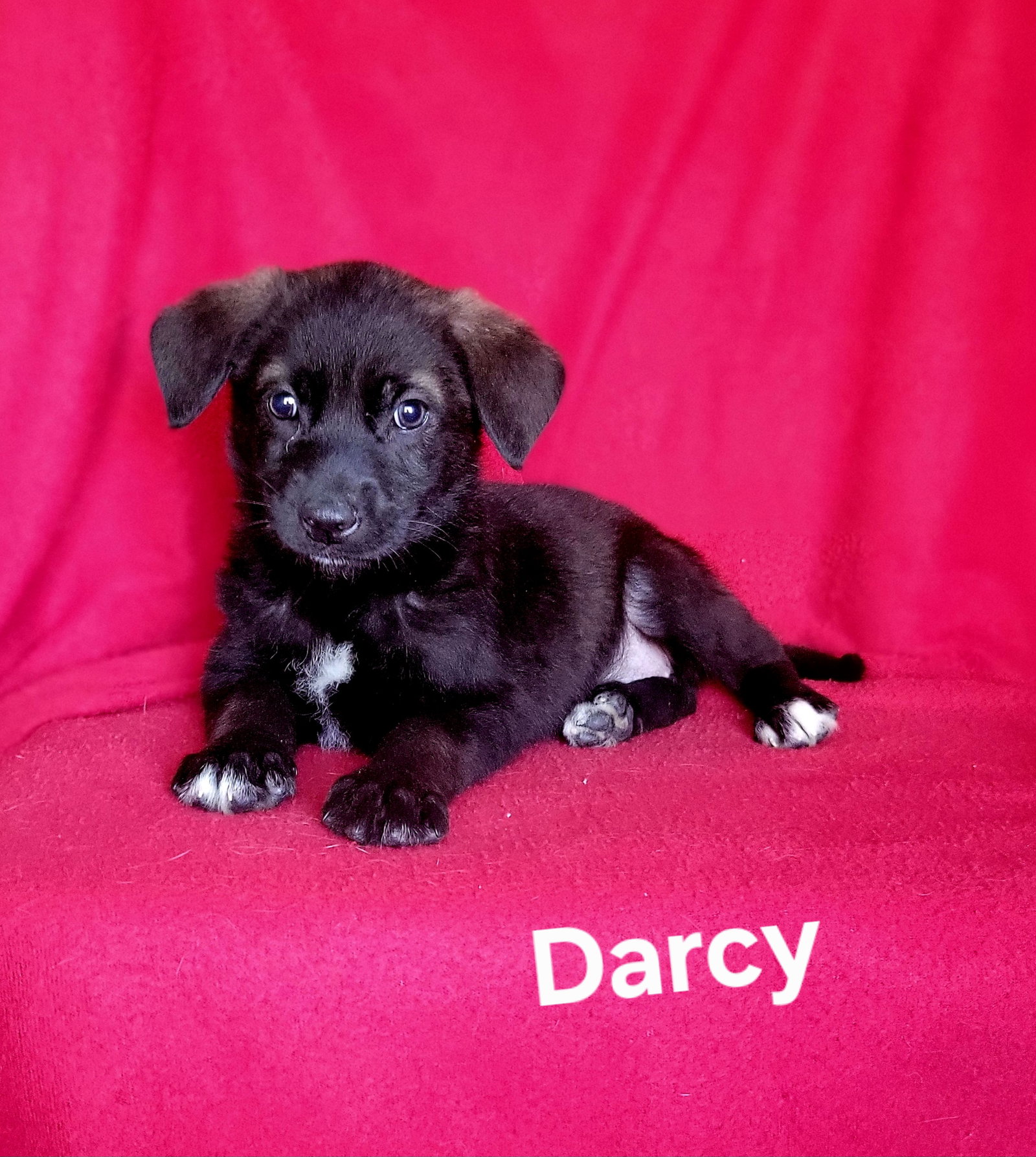 Darcy