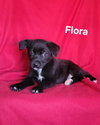 Flora - Photo 1