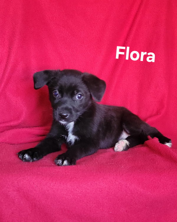 Flora