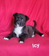 Icy - Photo 1